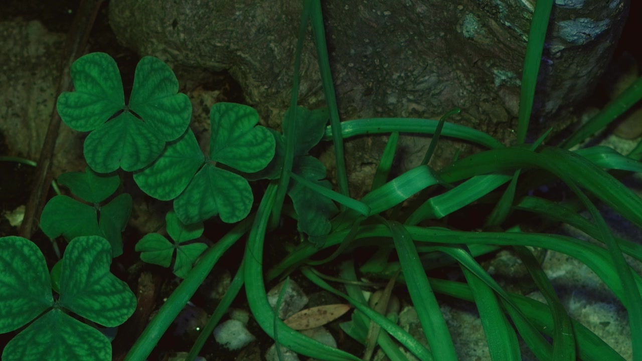 Alcuni ciuffi d'erba vicino a una roccia.