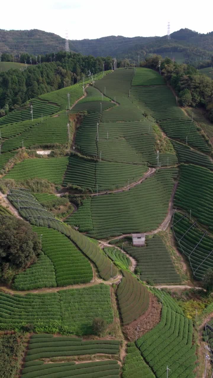 Vertical Aerial fly Uji Matcha green Tea Hills in Wazuka city Japan Fields in Sunshine