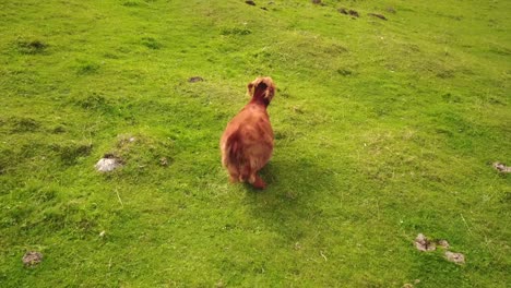 a-cow-gets-up-in-a-field-in-the-swiss-alps