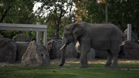 Entzückender-Erwachsener-Elefant,-Der-Gras-Mit-Seinem-Langen-Rüssel-Im-Zoo-Frisst---Mittlerer-Schuss