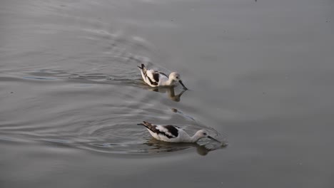 A-pair-of-young-American-Avocet-swim-in-grey-desert-waters