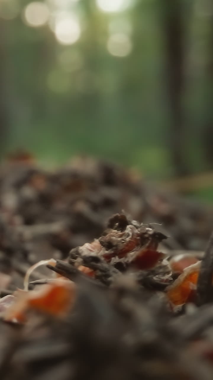 Soft focus of forest undergrowth with the morning sun creating a bokeh effect