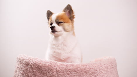 chihuahua sentado en su cama mirando de lado en estudio con fondo rosa