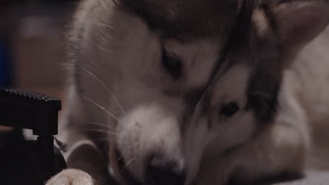 sleepy lying husky puppy looks at passing camera, close up slider shot