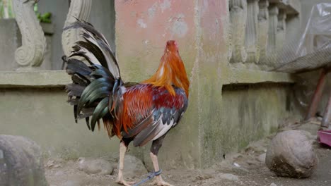 gallo atado picoteando comida en el suelo
