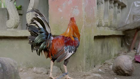 tied rooster pecking food on the ground