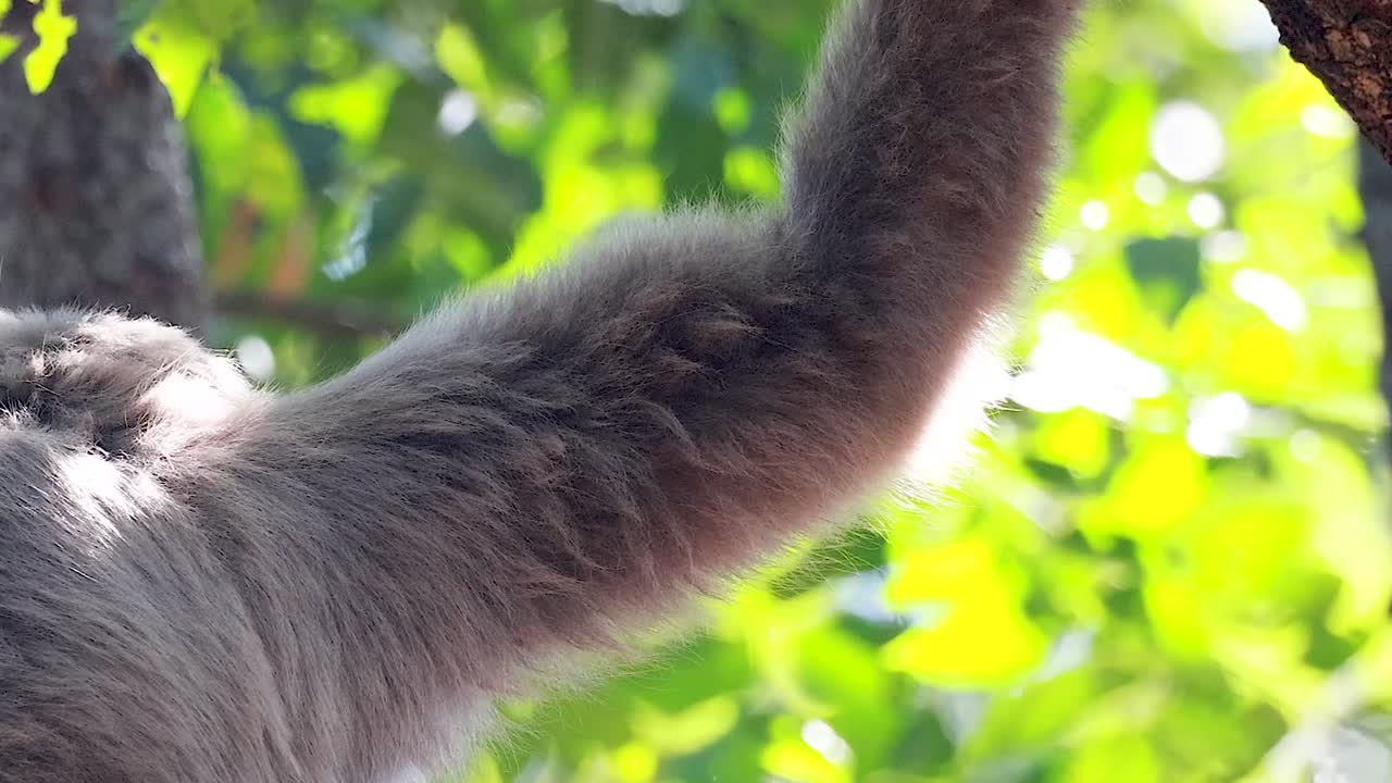 기본은 울창한 초록 나무 사이를 우아하게 흔들고 있습니다.