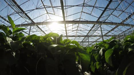 row of green plants in greenhouse 4k