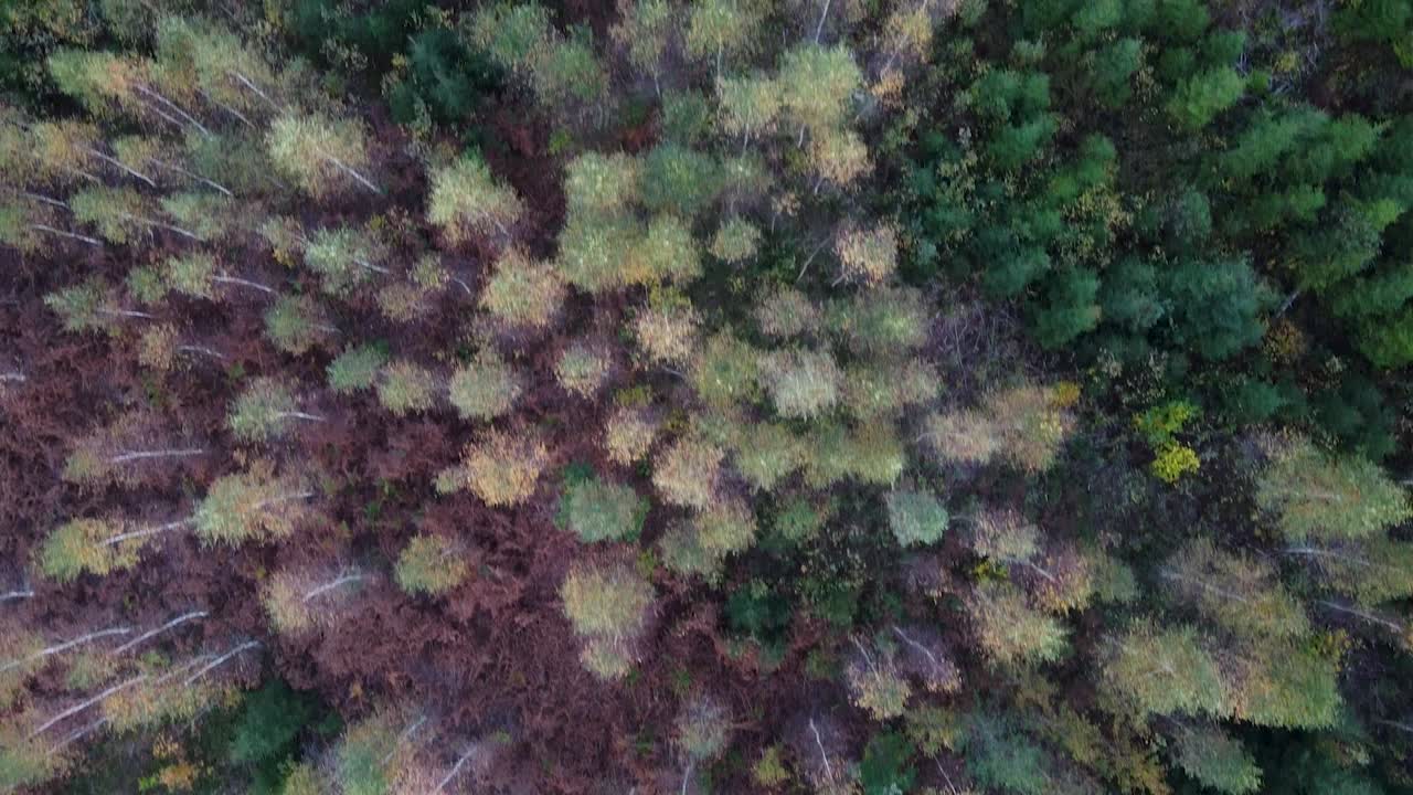 Seasonal forest colors in early autumn aerial view