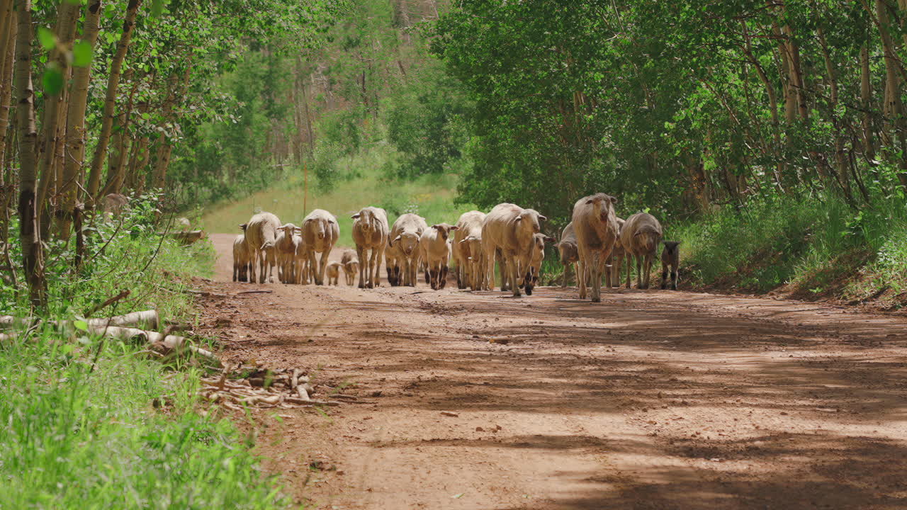 Mandria di pecore che attraversa la strada sterrata tra alberi fitti. Rallentatore, Zoom indietro