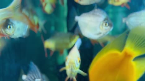 close-up shot of fishes swimming in a tank, showcasing their natural movement