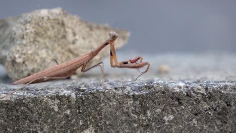 Mantis-Religiosa-Marrón-O-Mantid-Mira-Hacia-Atrás-Y-Hacia-Adelante-Y-Luego-Extiende-O-Endereza-Sus-Patas-Delanteras-Raptoriales-De-Agarre-Largo-Y-Afilado