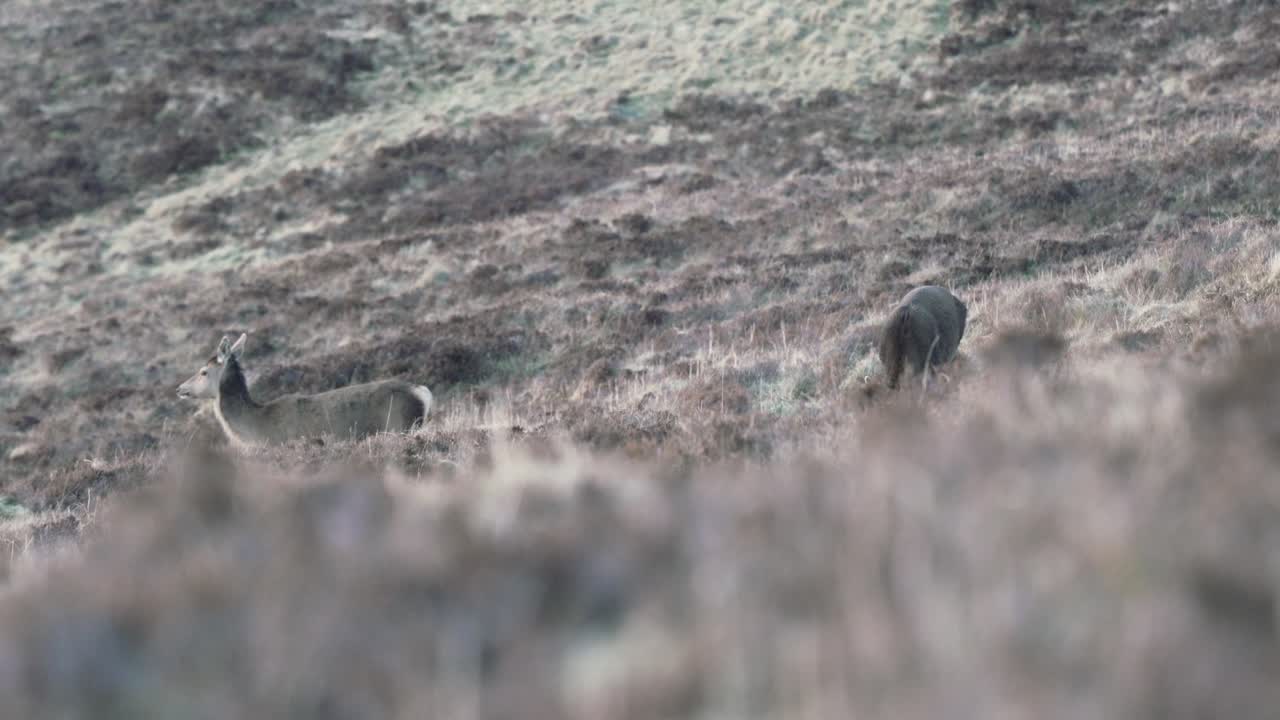 To hjorte, der går og græsser på bjergsiden på Isle of Skye i Skotland.