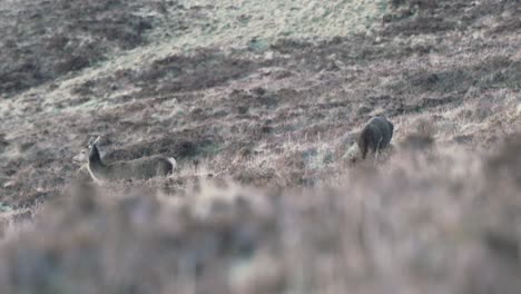 Two-deer-walking-and-grazing-in-the-mountain-side-at-Isle-of-Skye-in-Scotland