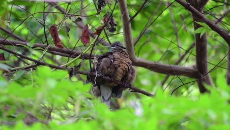 Diese-Kurzschnabelige-Braune-Taube-Mit-Ihren-Jungen-Vögeln-Ist-Ein-Endemischer-Vogel,-Der-Auf-Den-Philippinen-Und-Besonders-In-Mindanao-Vorkommt,-Wo-Er-Als-Weit-Verbreitet-Gilt