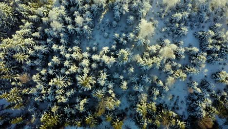 Drone-top-down-pan-across-snow-covered-evergreen-trees-with-beautiful-sunlight-and-shadows-creating-textured-pattern