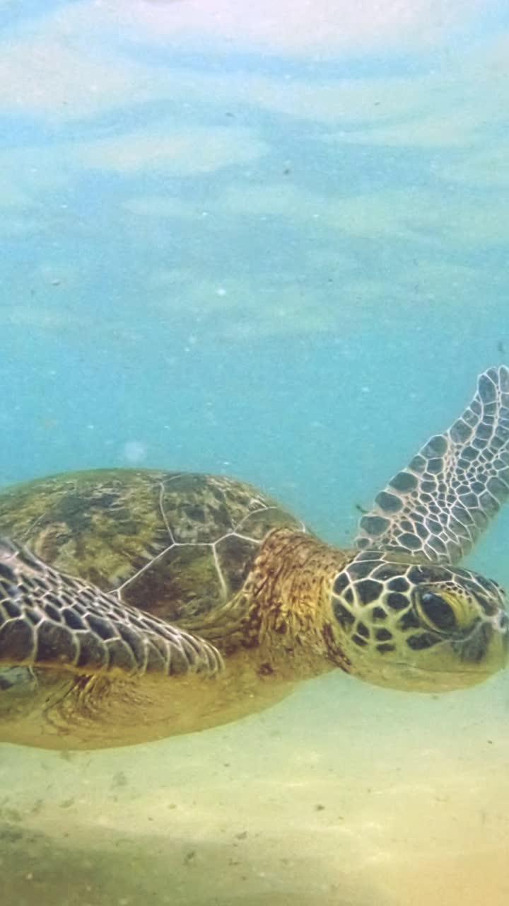 Close up of turtle slowly swimming in the water