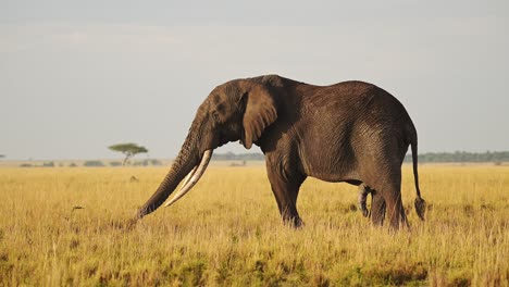 Slow-Motion-of-African-Elephant-in-Masai-Mara,-Kenya,-Africa,-Wildlife-Safari-Animals,-Large-Male-with-Big-Tusks-Eating-Feeding-and-Grazing-in-Beautiful-Vast-Savanna-in-Maasai-Mara-National-Reserve