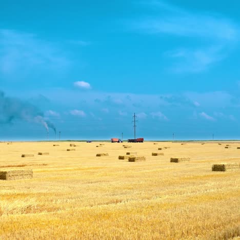 yellow harvested field in contrast with blue sky. pressed straw bales for livestock laying in farmland. wrapped square bales in the countryside