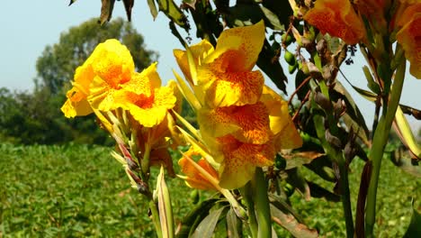 la planta de flores de lirios canna florece con hojas amarillas y manchas rojas
