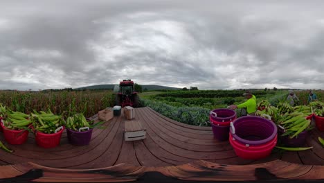 360 vr of tractor in a cornfield with pickers coming over to empty their freshly picked baskets of corn