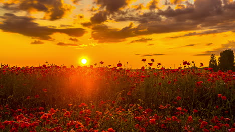 dramatischer sonnenuntergang über einem frühlingsfeld voller roter rosen