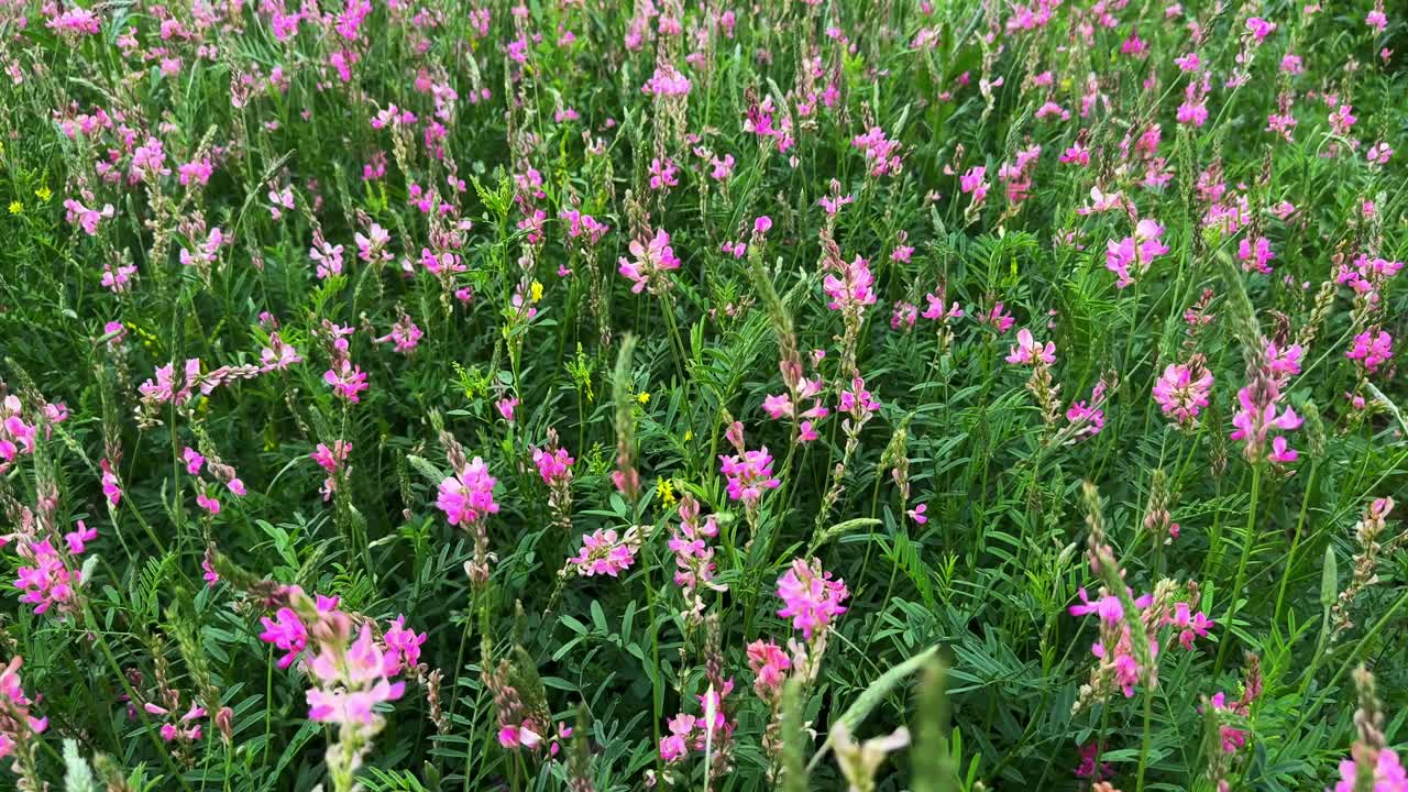 A Lush Meadow Filled with Vibrant Pink Flowers, Showcasing the Beauty of Nature in Full Bloom, Capturing the Essence of Spring in a Colorful Landscape