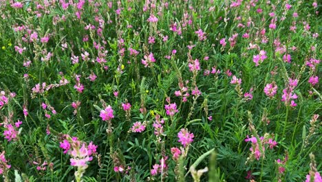 a lush meadow filled with vibrant pink flowers, showcasing the beauty of nature in full bloom, capturing the essence of spring in a colorful landscape