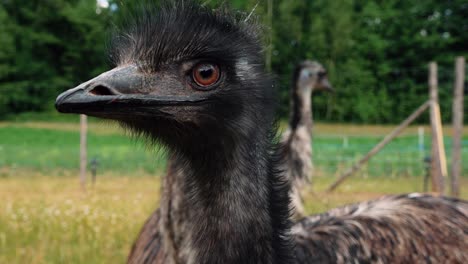 Emú-Salvaje-Australiano