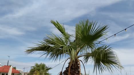 Mittelmeerpalme-Mit-Blauem-Himmel