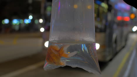 goldfish in plastic bag against road traffic background