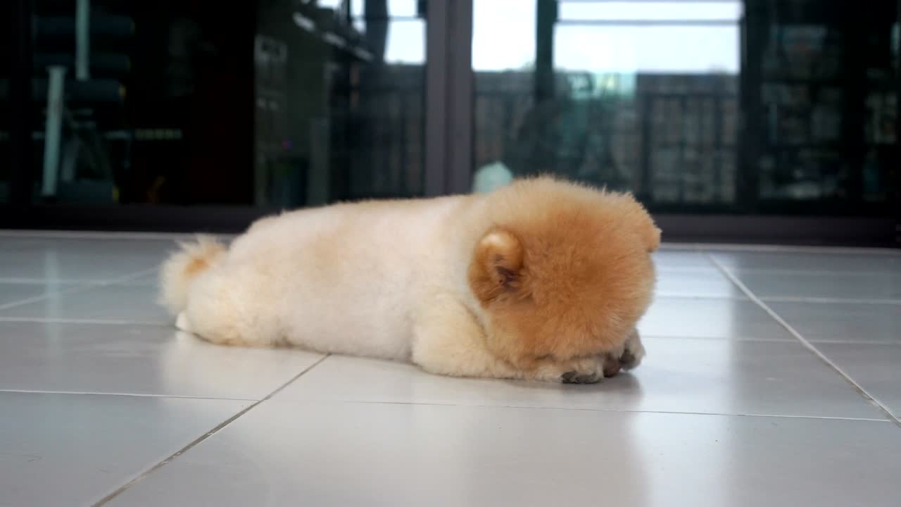 귀여운 개가 카메라와 놀고 있다