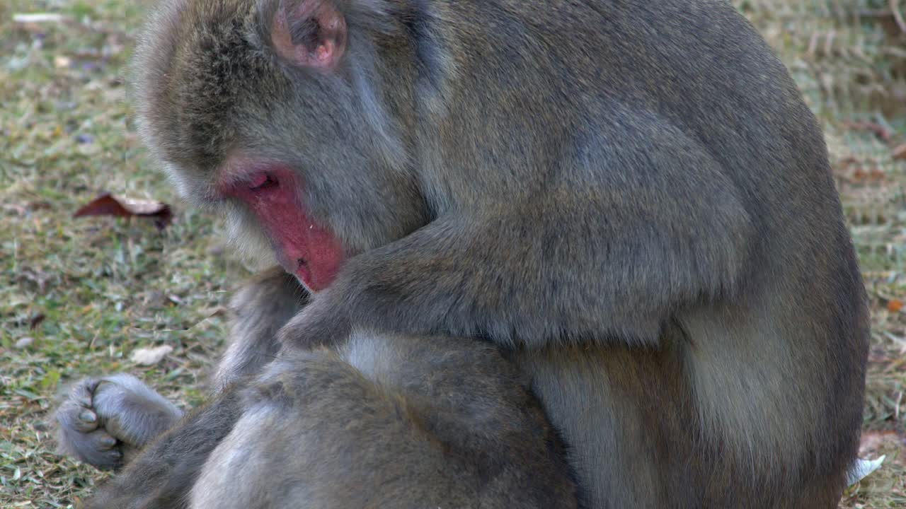 Close up pink faced Macaque monkey grooms fur of sibling, Kyoto Japan