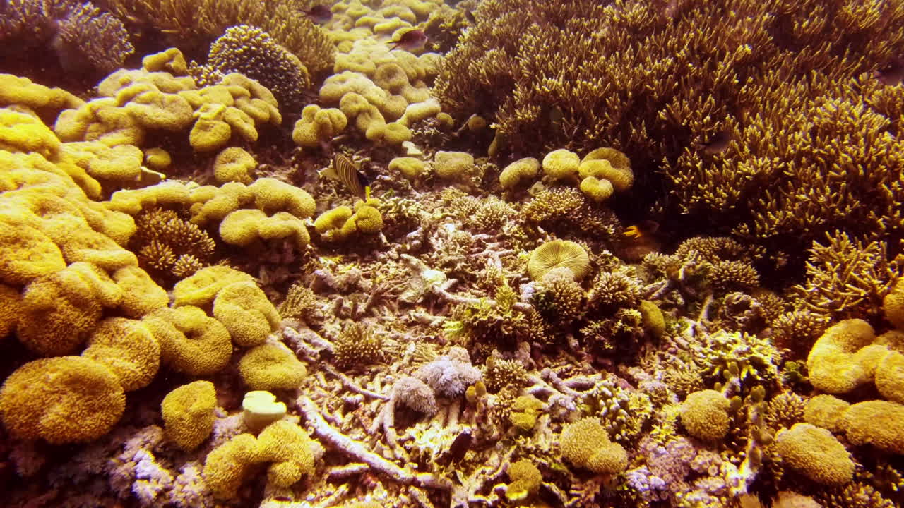 La vivace scena sottomarina della barriera corallina