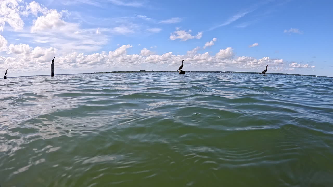 Loons perched on pilings in Sinepuxent Bay, Maryland