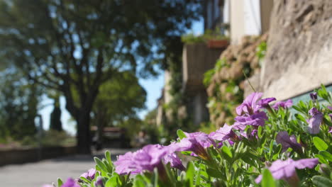 Gassin-streets-with-flowers-in-foreground-beautiful-french-village-France