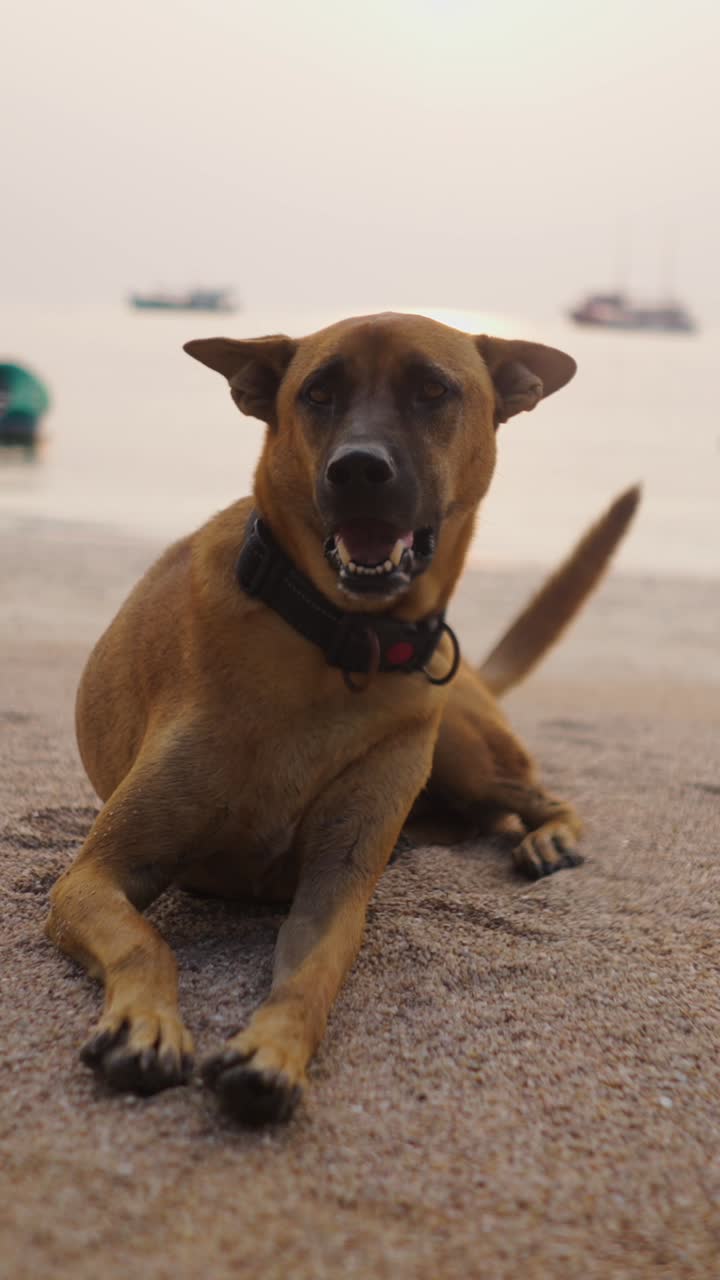Dog lying on the beach