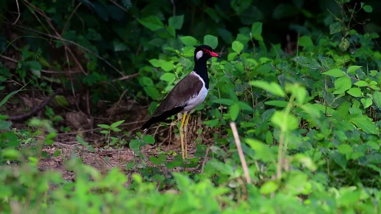 el avefría de barbas rojas es una de las aves más comunes de tailandia