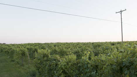 Plano-General-De-Un-Hermoso-Viñedo-De-Uva