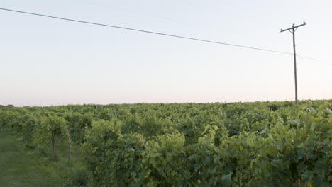 wide shot of a beautiful grape vineyard