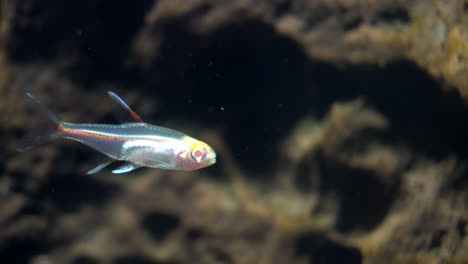 albino glowlight tetra floats front of submerged rock