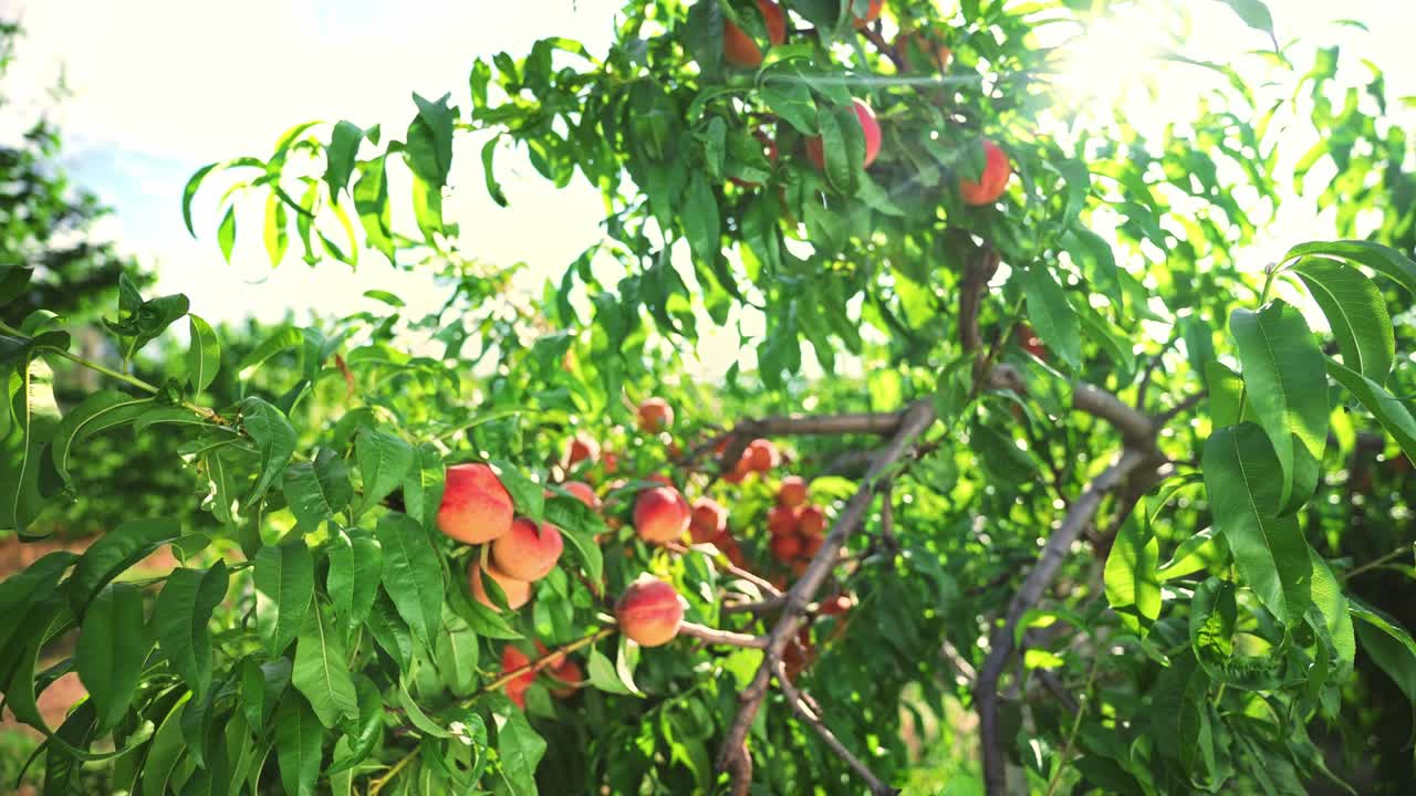 Grandi pesche succose sull'albero. Frutteto favoloso. Luce solare magica. I frutti maturano al sole