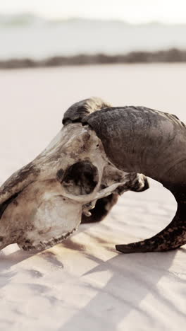 animal skull in the desert