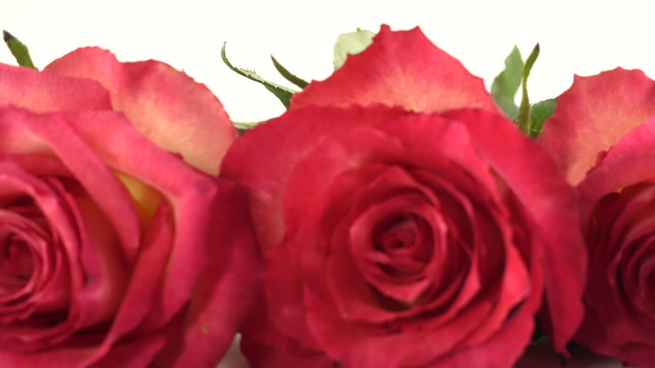Rose rosse su uno sfondo bianco