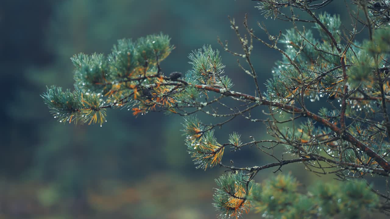 Raindrops cling to soft needles on the pine tree branches