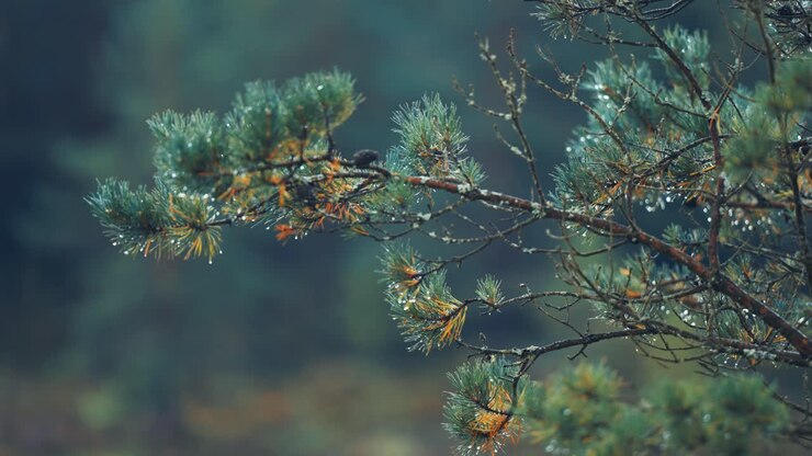 Des gouttes de pluie perlent sur les douces aiguilles des branches de pin.