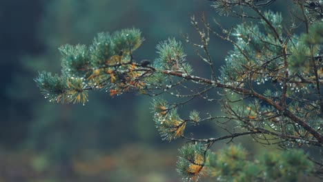 Raindrops-cling-to-soft-needles-on-the-pine-tree-branches