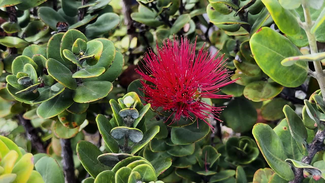 Primo piano statico 4K del fiore rosso ohia lehua tra folte foglie verdi, pianta endemica hawaiana adattata ai paesaggi vulcanici