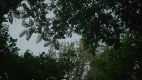 A-cinematic-shot-from-a-forest-where-the-leaves-of-the-trees-are-hanging-in-the-air