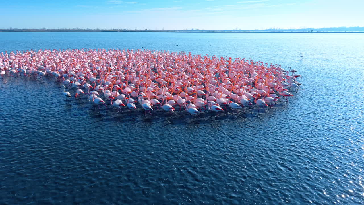 Gran colonia de flamencos reuniéndose en aguas poco profundas de un lago azul. Toma aérea de un denso grupo de flamencos rosados en una masa de agua.
